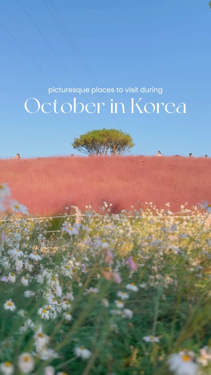 Some autumn spots to check out in early October in Korea🍂
📍Hapcheon Sinsoyang Sports Park (합천 신소양체육공원)
📍Seoul Olympic Park (서울 올림픽공원)
📍Yeongwol Red Buckwheat Flower Field (영월 홍메밀축제)
596-1 Donggang-ro Yeongwol-eup, Yeongwol-gun,
Gangwon-do
📍Hapcheon Hwangmaesan (합천 황매산)
📍Pins Coffee, Cheonan (천안 핀스커피)
📍Dodam Sambong, Danyang (단양 도담삼봉)
🗓️ Date taken : around October 2-11
.
.
.
Autumn in korea | autumn vibes | korea cafe | fall october trip | korea travel | korean countryside